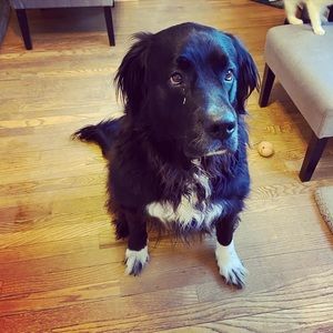 Meet your Posher, Brittni l